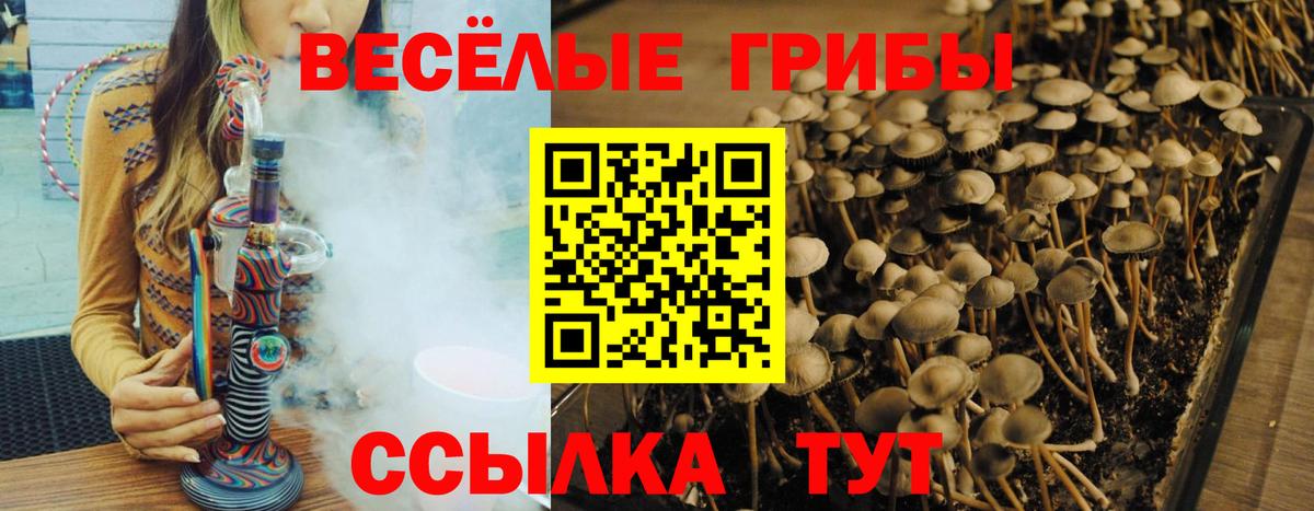 Псилоцибиновые грибы Psilocybe  Псилоцибиновые грибы Magic Shrooms  купить наркотики сайты  Вход с VPN  Знаменск 